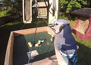 Blue Jay eating at bird feeder