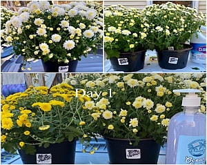 Mums used in the hand sanitizer and bleach dosing study