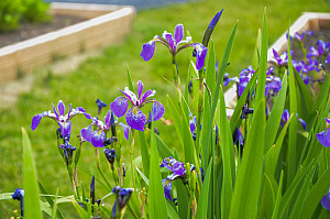 Purchase Garden