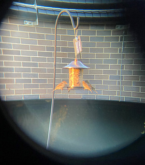 House Sparrows eating from a bird feeder seen through a pair of binoculars.