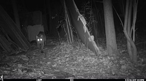    Above is a trail camera photo of a bobcat, walking through the Sculpture Garden in the woods behind the Visual Arts building, on SUNY ...