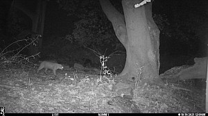 A night-vision photo of a walking bobcat captured by a trail camera in the Alumni Woods on October 19, 2021 at 12:09 AM.