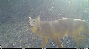 Coyote caught on trail camera during the day