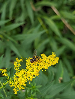Close up picture of a bee on a yellow flower
