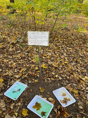 Insect capture location at Purchase College