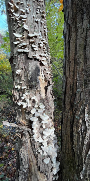 Tree trunk covered in fungi on the Purchase College campus