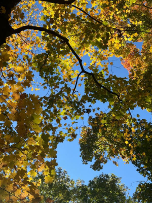 Fall leaves seen in the campus forest