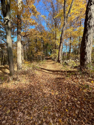 Purchase College campus forest in fall