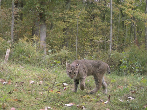 bobcat captured on trail camera during the study