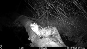 River otter in the Blind Brook Forest