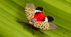 an adult spotted lanternfly showing its red coloration
