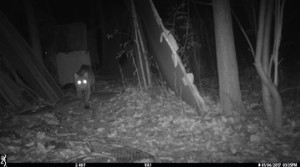 Above is a trail camera photo of a bobcat, walking through the Sculpture Garden in the woods behind the Visual Arts building, on SUNY ...