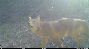 Coyote caught on trail camera during the day