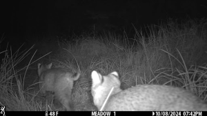 bobcats captured on camera in the Blind Brook Forest Restoration Area