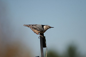 White-breasted nuthatch at Greenwich Audubon