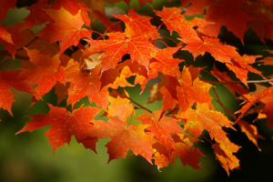 maple leaves in fall color