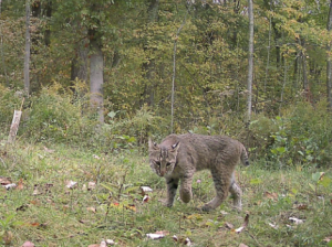 bobcat captured on trail camera during the study