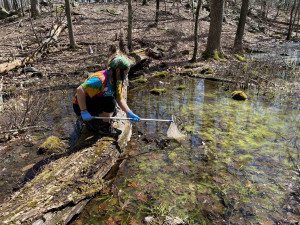 Me at the largest vernal pool at Westmoreland Sanctuary looking for amphibians