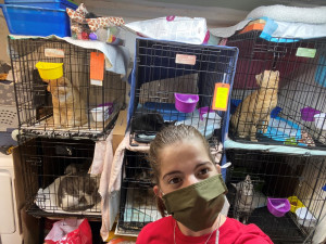 Gianna interning at Bronx Tails Cat Rescue