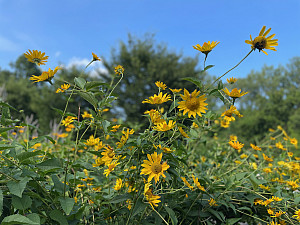 Yellow Flowers in the Purchase Native Pollinator Garden
