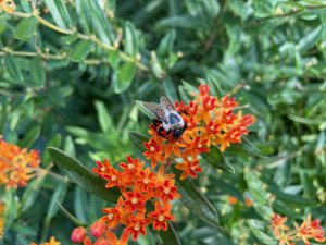 Flowers in the Purchase Native Pollinator Garden