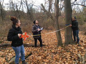 Camille Rossiello, Matt Garafalo and Jon Matkowski researching Norway maple trees on campus