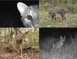wildlife caught on trail cameras during this study