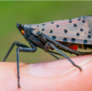 A Spotted Lanternfly