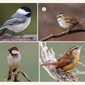 examples of some of the bird species found in this study