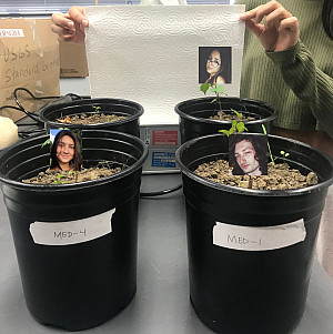 Alivia, Leo and Paola potted porcelain berries and measured their growth for their ecology project