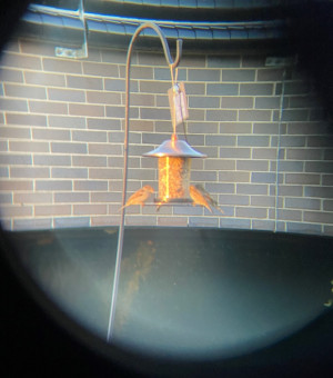    House Sparrows eating from a bird feeder seen through a pair of binoculars. 