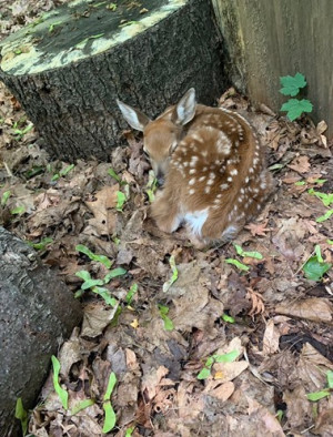 Fawn that I spotted sleeping while checking the fence line of an easement property