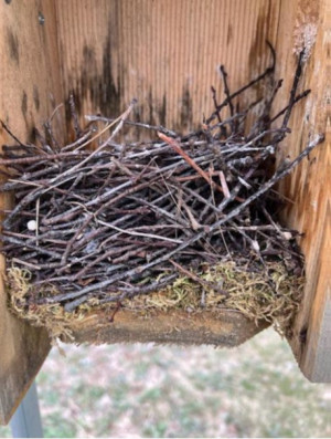 An example of what a House Wren nest looks like