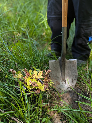 Photo of a shovel near a plant in the forest