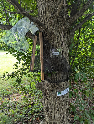Spotted lanternfly trap on a tree