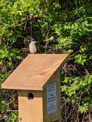 Tree Swallow (bird) sitting atop a nest box near the athletic fields