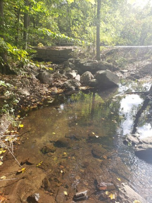 This is one part of the stream we went to collect bugs at. It's very rocky with a steep-ish drop down to the actual water part of the ...