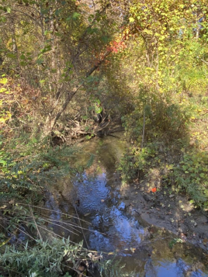 Eastern Blind Brook flows through the forest