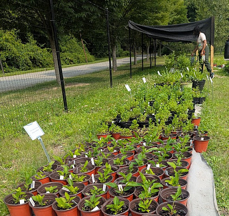 Native plants growing in the Purchase College Native Plant Nursery