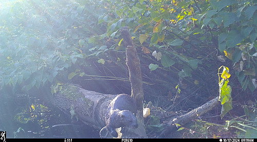 River otter walking across a fallen tree in the Blind Brook Forest in fall 2024