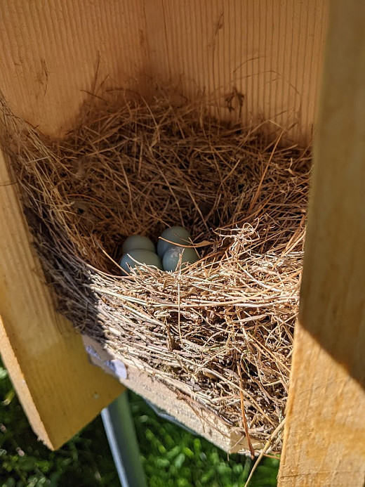 Creating Space for the Birds Nest Boxes • Environmental Studies