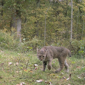bobcat captured on trail camera during the study