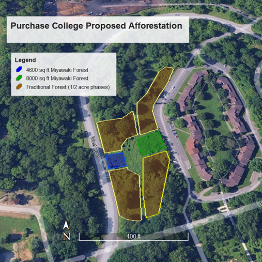 Proposed afforestation plan for the Commons Experimental Forest