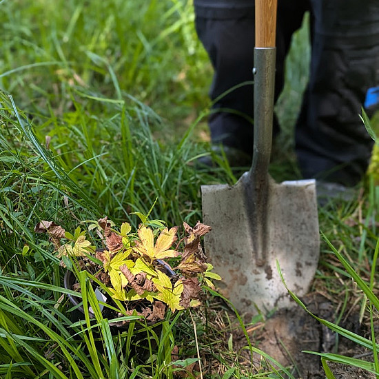 Photo of a shovel near a plant in the forest