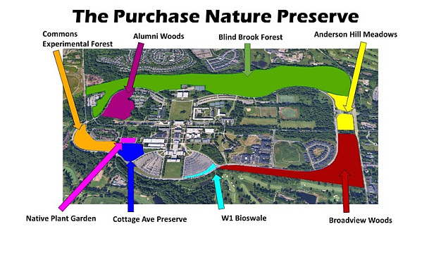 The Purchase Nature Preserve surrounds the main part of campus