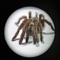 Tarantula (Photo: Pratik Jain)
