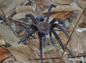 Tarantula on leaves