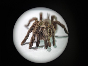 Tarantula (Photo: Pratik Jain)