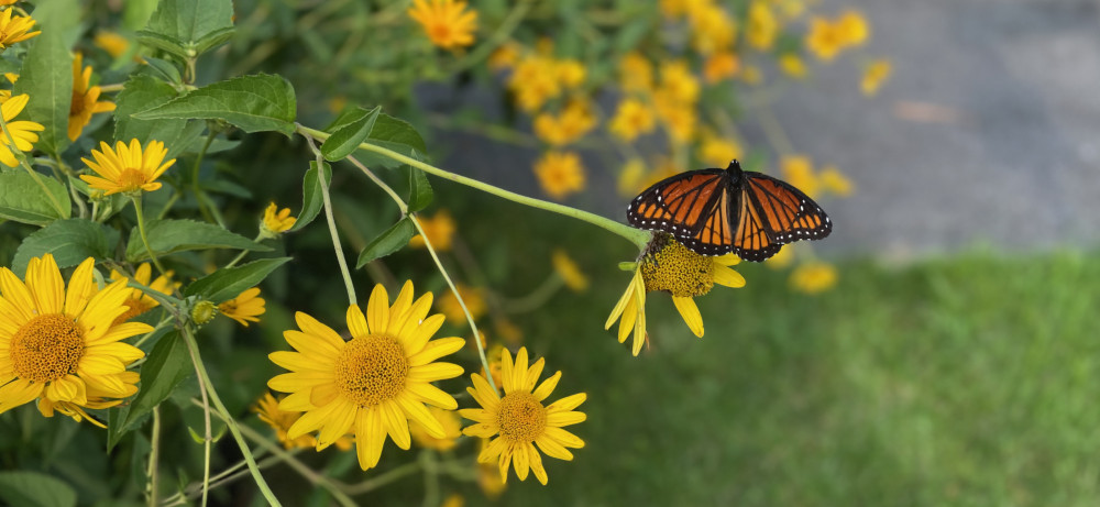 Monarch butterfly on yellow oxbow sunflower in the Purchase Native Pollinator Garden.