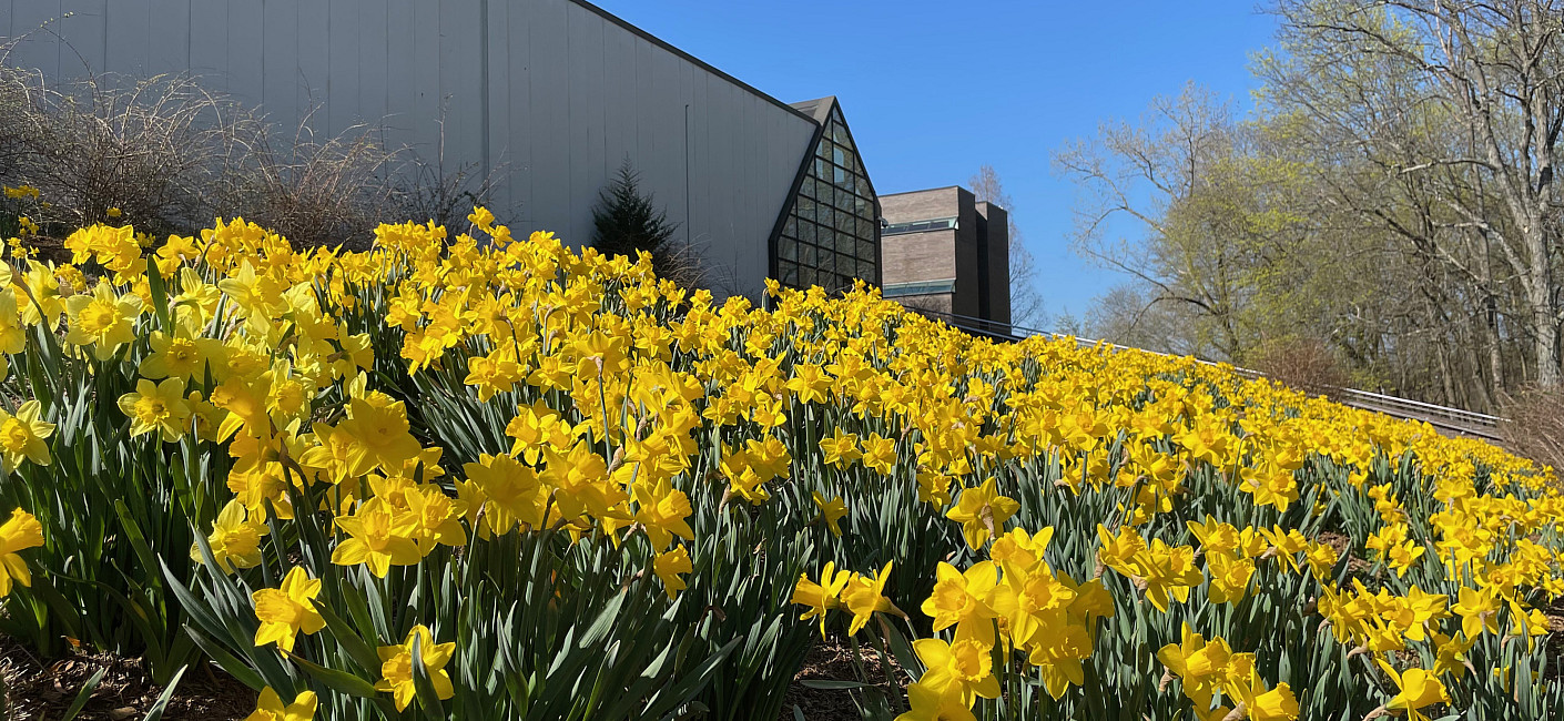 Daffodils in foreground with Dance Building and blue sky in the background.
